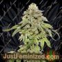 Cookies and Cream by Seed Stockers Cannabis Seeds For Sale at Just Feminized
