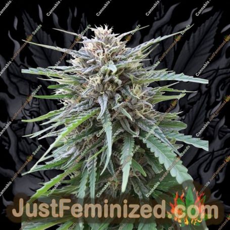 Frizzy Kush by Seed Stockers Cannabis Seeds For Sale at Just Feminized