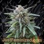 Frizzy Kush by Seed Stockers Cannabis Seeds For Sale at Just Feminized
