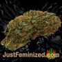 Frizzy Kush by Seed Stockers Buds Weed Ganja Skunk Pot Reefer Dope Herb Pics Images