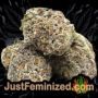 Frizzy Kush by Seed Stockers Buds Weed Ganja Skunk Pot Reefer Dope Herb Pics Images