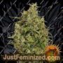 Sweet Tooth by Barneys Farm Cannabis Seeds For Sale at Just Feminized