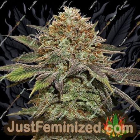 Fruit Cake Auto by Seed Stockers Cannabis Seeds For Sale at Just Feminized