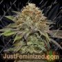 Fruit Cake Auto by Seed Stockers Cannabis Seeds For Sale at Just Feminized
