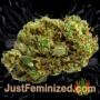 Fruit Cake Auto by Seed Stockers Buds Weed Ganja Skunk Pot Reefer Dope Herb Pics Images