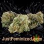 Fruit Cake Auto by Seed Stockers Buds Weed Ganja Skunk Pot Reefer Dope Herb Pics Images