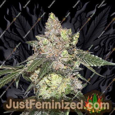 Girl Scout Cookies by Seed Stockers Cannabis Seeds For Sale at Just Feminized
