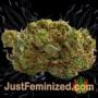 Girl Scout Cookies by Seed Stockers Buds Weed Ganja Skunk Pot Reefer Dope Herb Pics Images
