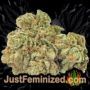 Girl Scout Cookies by Seed Stockers Buds Weed Ganja Skunk Pot Reefer Dope Herb Pics Images