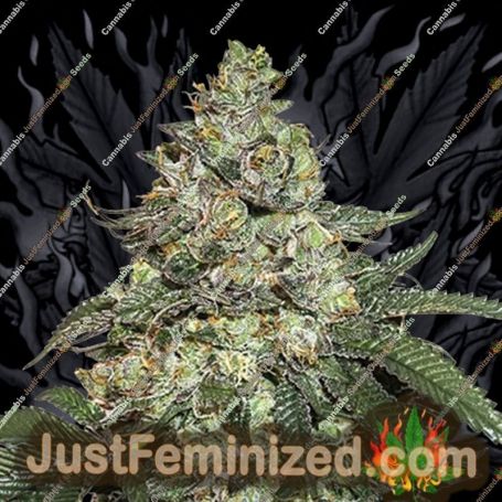 Girl Scout Cookies Auto by Seed Stockers Cannabis Seeds For Sale at Just Feminized