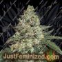 Girl Scout Cookies Auto by Seed Stockers Cannabis Seeds For Sale at Just Feminized