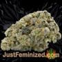 Girl Scout Cookies Auto by Seed Stockers Buds Weed Ganja Skunk Pot Reefer Dope Herb Pics Images