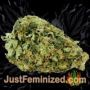 Girl Scout Cookies Auto by Seed Stockers Buds Weed Ganja Skunk Pot Reefer Dope Herb Pics Images