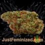 Golden Lemon Haze by Seed Stockers Buds Weed Ganja Skunk Pot Reefer Dope Herb Pics Images