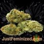 Golden Lemon Haze by Seed Stockers Buds Weed Ganja Skunk Pot Reefer Dope Herb Pics Images