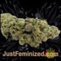 Golden Lemon Haze by Seed Stockers Buds Weed Ganja Skunk Pot Reefer Dope Herb Pics Images