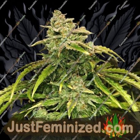 Gorilla Glue by Seed Stockers Cannabis Seeds For Sale at Just Feminized