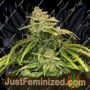 Gorilla Glue by Seed Stockers Cannabis Seeds For Sale at Just Feminized