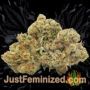 Gorilla Glue by Seed Stockers Buds Weed Ganja Skunk Pot Reefer Dope Herb Pics Images