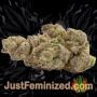 Gorilla Glue by Seed Stockers Buds Weed Ganja Skunk Pot Reefer Dope Herb Pics Images