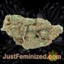 Gorilla Glue by Seed Stockers Buds Weed Ganja Skunk Pot Reefer Dope Herb Pics Images