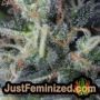 Gorilla Glue by Seed Stockers THC CBD Close Up Trichomes Potency Yield Indica Sativa Strain Pic Images