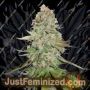 Gorilla Glue Auto by Seed Stockers Cannabis Seeds For Sale at Just Feminized