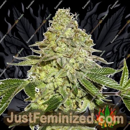 Maple Sherbet by Seed Stockers Cannabis Seeds For Sale at Just Feminized