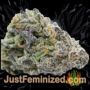Maple Sherbet by Seed Stockers Buds Weed Ganja Skunk Pot Reefer Dope Herb Pics Images