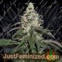 Nicole Cream Auto by Seed Stockers Cannabis Seeds For Sale at Just Feminized