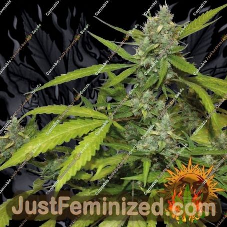 Sweet Tooth Auto by Barneys Farm Cannabis Seeds For Sale at Just Feminized