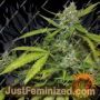 Sweet Tooth Auto by Barneys Farm Cannabis Seeds For Sale at Just Feminized