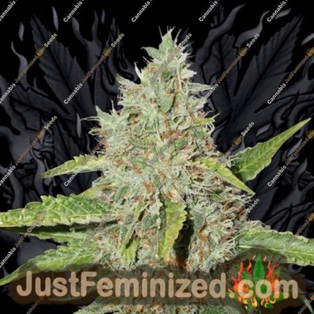Northern Lights by Seed Stockers Cannabis Seeds For Sale at Just Feminized