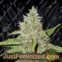 Northern Lights by Seed Stockers Cannabis Seeds For Sale at Just Feminized