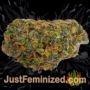 Northern Lights by Seed Stockers Buds Weed Ganja Skunk Pot Reefer Dope Herb Pics Images