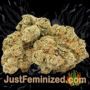 Northern Lights by Seed Stockers Buds Weed Ganja Skunk Pot Reefer Dope Herb Pics Images