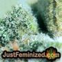 Northern Lights by Seed Stockers THC CBD Close Up Trichomes Potency Yield Indica Sativa Strain Pic Images
