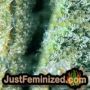 Northern Lights Auto by Seed Stockers THC CBD Close Up Trichomes Potency Yield Indica Sativa Strain Pic Images