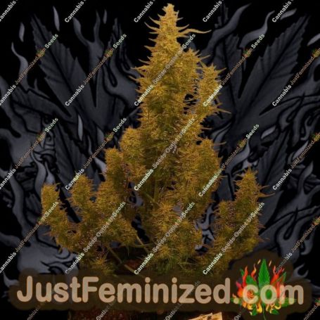 OG Kush Auto by Seed Stockers Cannabis Seeds For Sale at Just Feminized