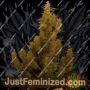 OG Kush Auto by Seed Stockers Cannabis Seeds For Sale at Just Feminized