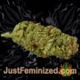 OG Kush Auto by Seed Stockers Buds Weed Ganja Skunk Pot Reefer Dope Herb Pics Images