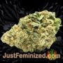 OG Kush Auto by Seed Stockers Buds Weed Ganja Skunk Pot Reefer Dope Herb Pics Images
