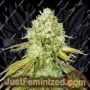 Pineapple by Seed Stockers Cannabis Seeds For Sale at Just Feminized