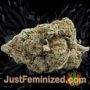 Sweet Tooth Auto by Barneys Farm Buds Weed Ganja Skunk Pot Reefer Dope Herb Pics Images