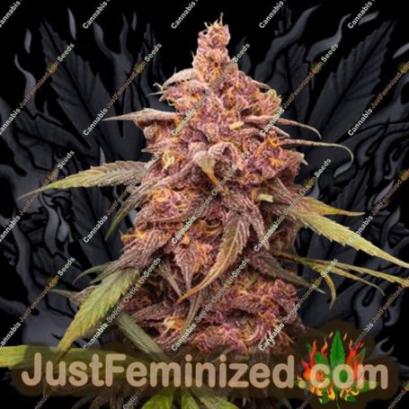 Purple Punch by Seed Stockers Cannabis Seeds For Sale at Just Feminized