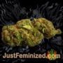 Purple Punch by Seed Stockers Buds Weed Ganja Skunk Pot Reefer Dope Herb Pics Images