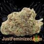 Purple Punch by Seed Stockers Buds Weed Ganja Skunk Pot Reefer Dope Herb Pics Images