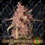 Purple Punch Auto by Seed Stockers Cannabis Seeds For Sale at Just Feminized