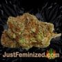Purple Punch Auto by Seed Stockers Buds Weed Ganja Skunk Pot Reefer Dope Herb Pics Images
