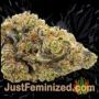 Purple Punch Auto by Seed Stockers Buds Weed Ganja Skunk Pot Reefer Dope Herb Pics Images